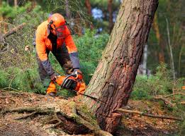 How Our Tree Care Process Works  in  Rowland, NC